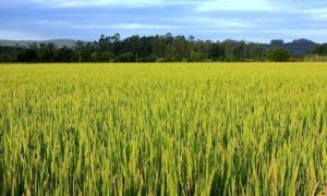 Corte nos incentivos fiscais vai impactar na mesa do catarinense