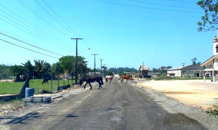 Perigo constante na Rodovia Tranquilo Sartor