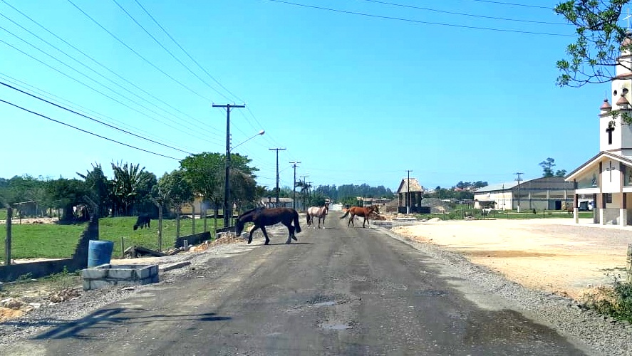 Perigo constante na Rodovia Tranquilo Sartor