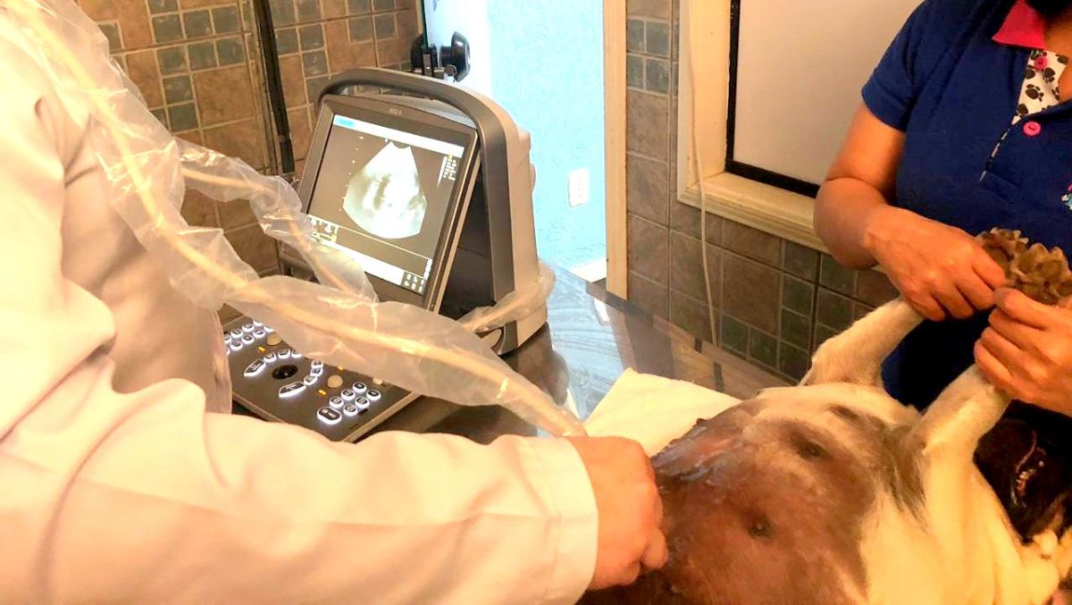 Pet Point Animal adquire ultrassom veterinário e foca em abertura de clínica