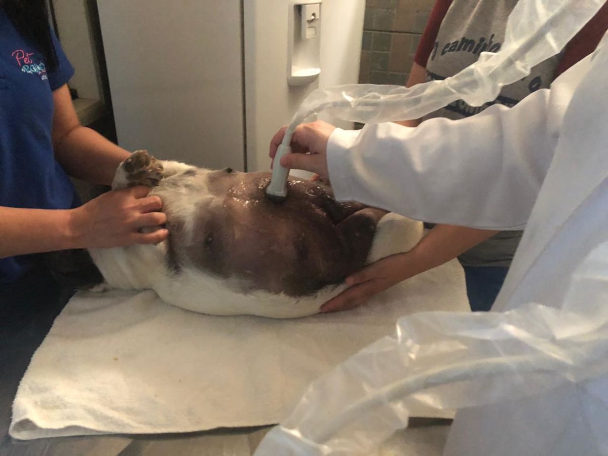 Pet Point Animal adquire ultrassom veterinário e foca em abertura de clínica