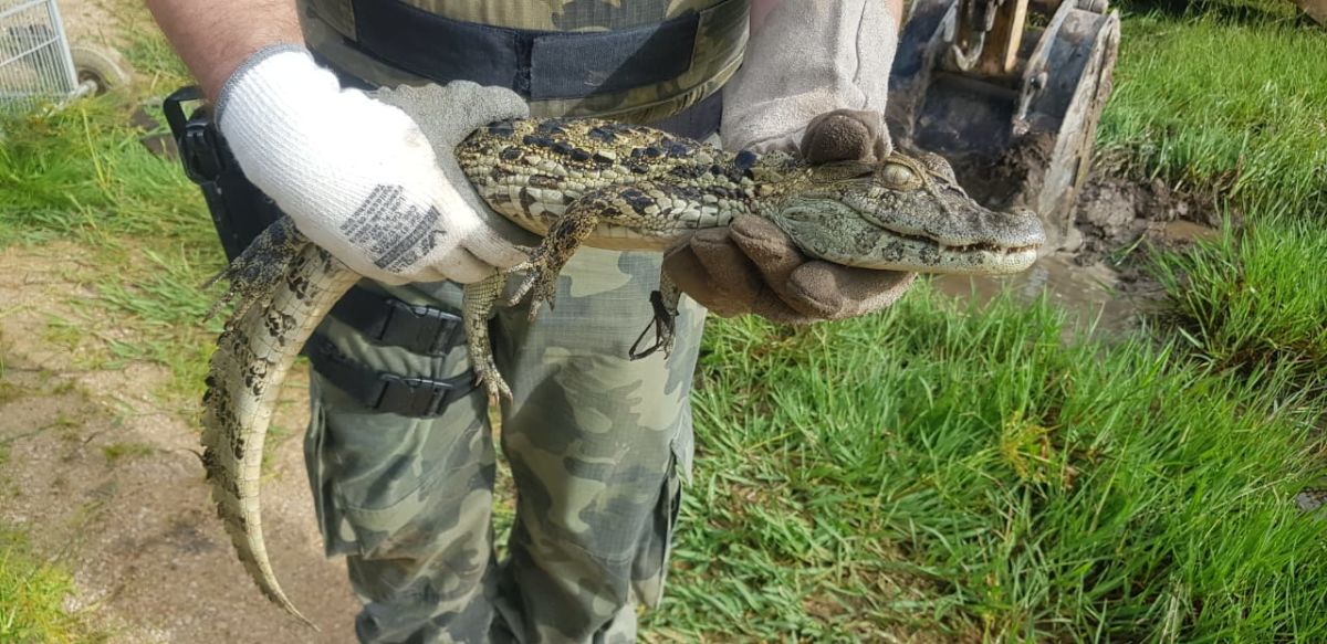 Jacaré é capturado em pátio de escola de Morro da Fumaça