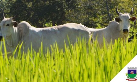 Agricultores podem receber subsídio nas sementes de pastagem em Morro da Fumaça