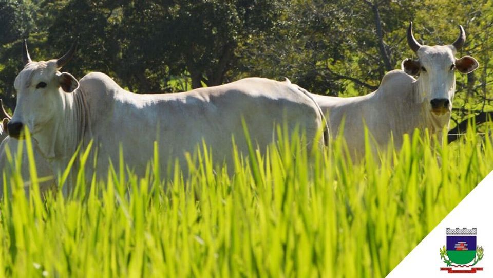 Agricultores podem receber subsídio nas sementes de pastagem em Morro da Fumaça