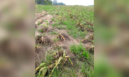 Agricultores de Morro da Fumaça amargam prejuízos com a estiagem