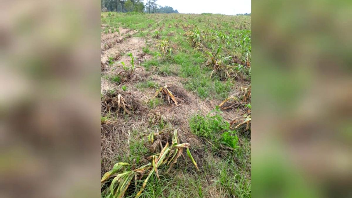 Agricultores de Morro da Fumaça amargam prejuízos com a estiagem