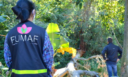 Árvore com risco de queda é retirada em Morro da Fumaça