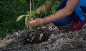 Fumaf realiza atendimento online