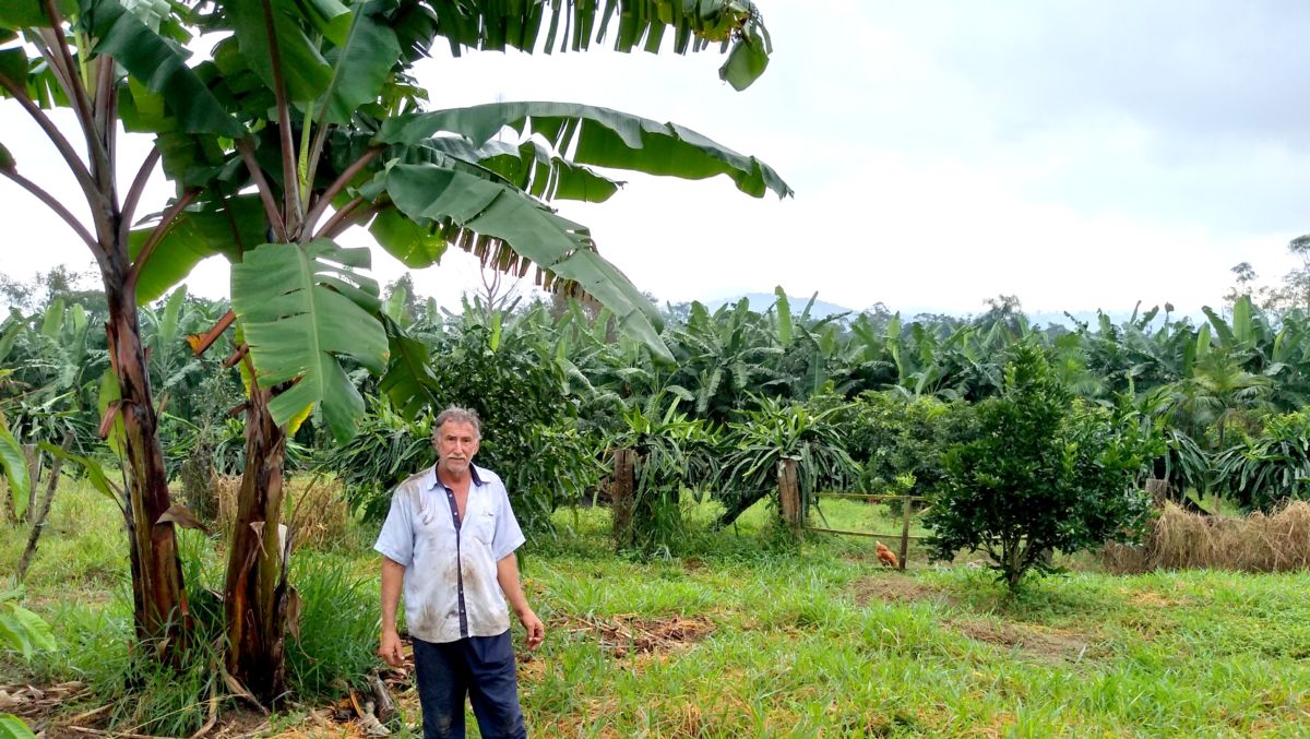 Agricultura: propriedade com variedade de espécies frutíferas é destaque em Morro da Fumaça