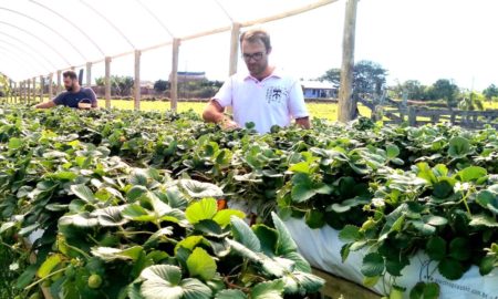 Família investe em produção de morangos livres de agrotóxicos em Morro da Fumaça