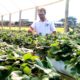 Família investe em produção de morangos livres de agrotóxicos em Morro da Fumaça