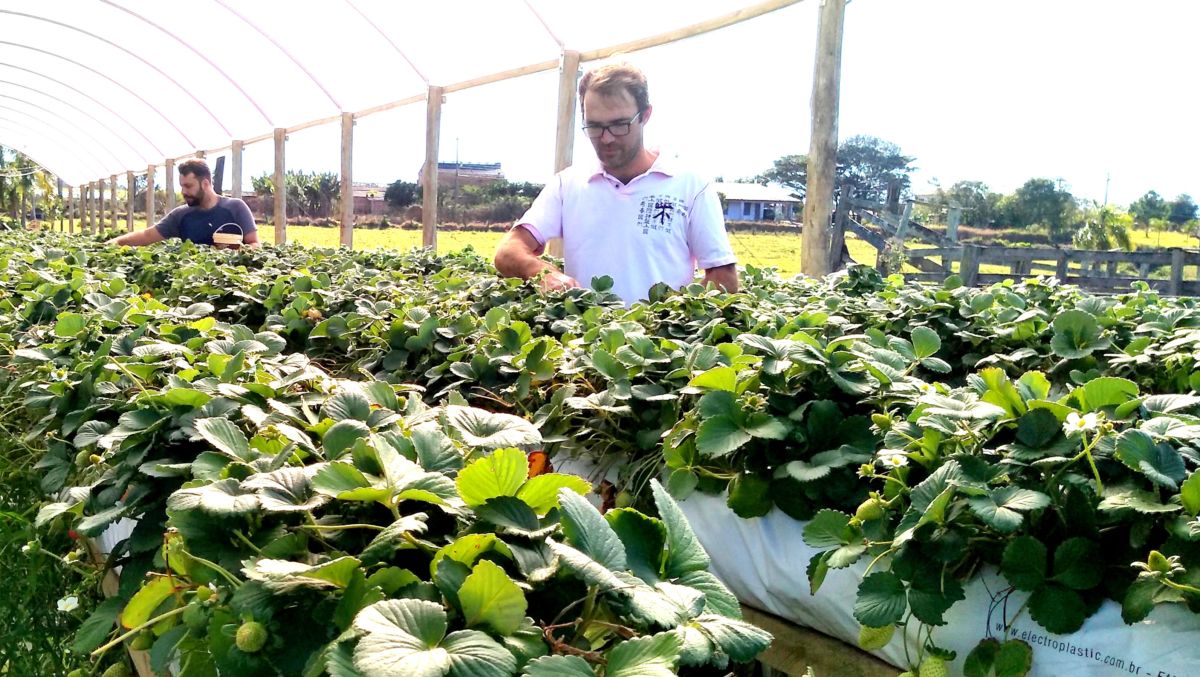 Família investe em produção de morangos livres de agrotóxicos em Morro da Fumaça