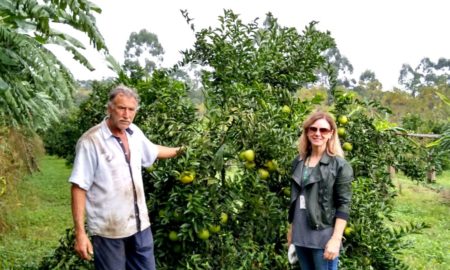 Agricultura: propriedade com variedade de espécies frutíferas é destaque em Morro da Fumaça