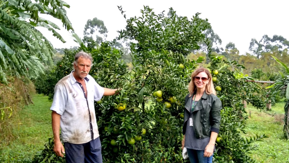 Agricultura: propriedade com variedade de espécies frutíferas é destaque em Morro da Fumaça