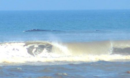 Baleia e filhote são vistos no Balneário Esplanada