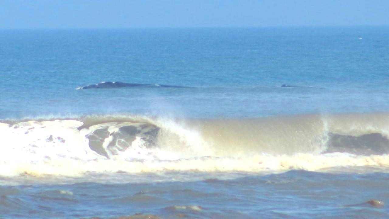 Baleia e filhote são vistos no Balneário Esplanada