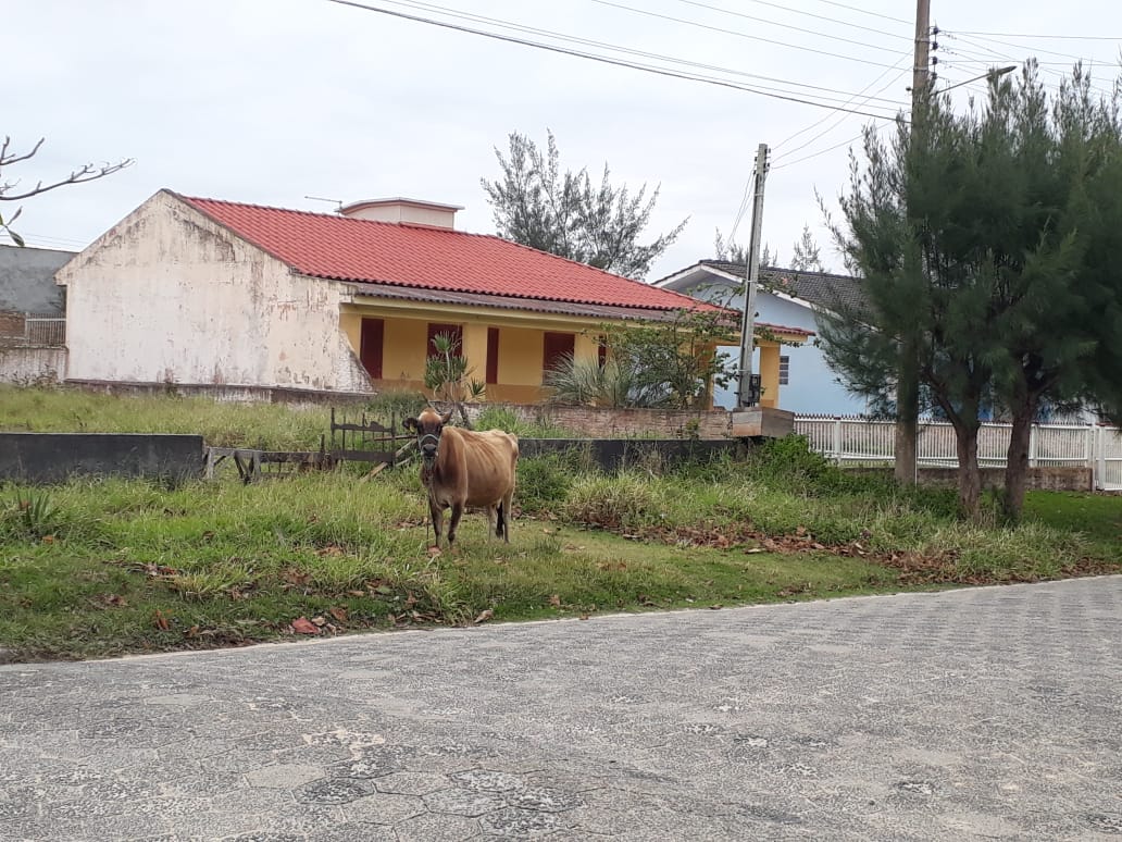 Animais soltos nas ruas do Balneário Esplanada incomodam moradores