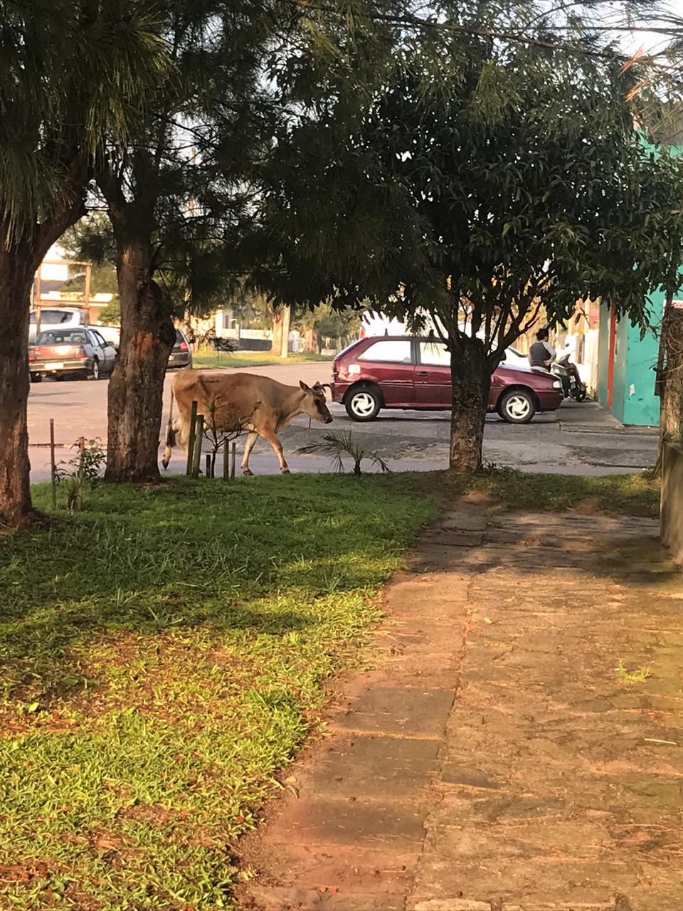 Animais soltos nas ruas do Balneário Esplanada incomodam moradores