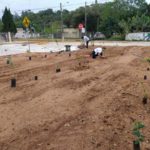 Moradores plantam flores e árvores em revitalização de terreno baldio