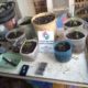 Tráfico de Drogas: PM encontra plantação de maconha em baldes no Bairro Jussara
