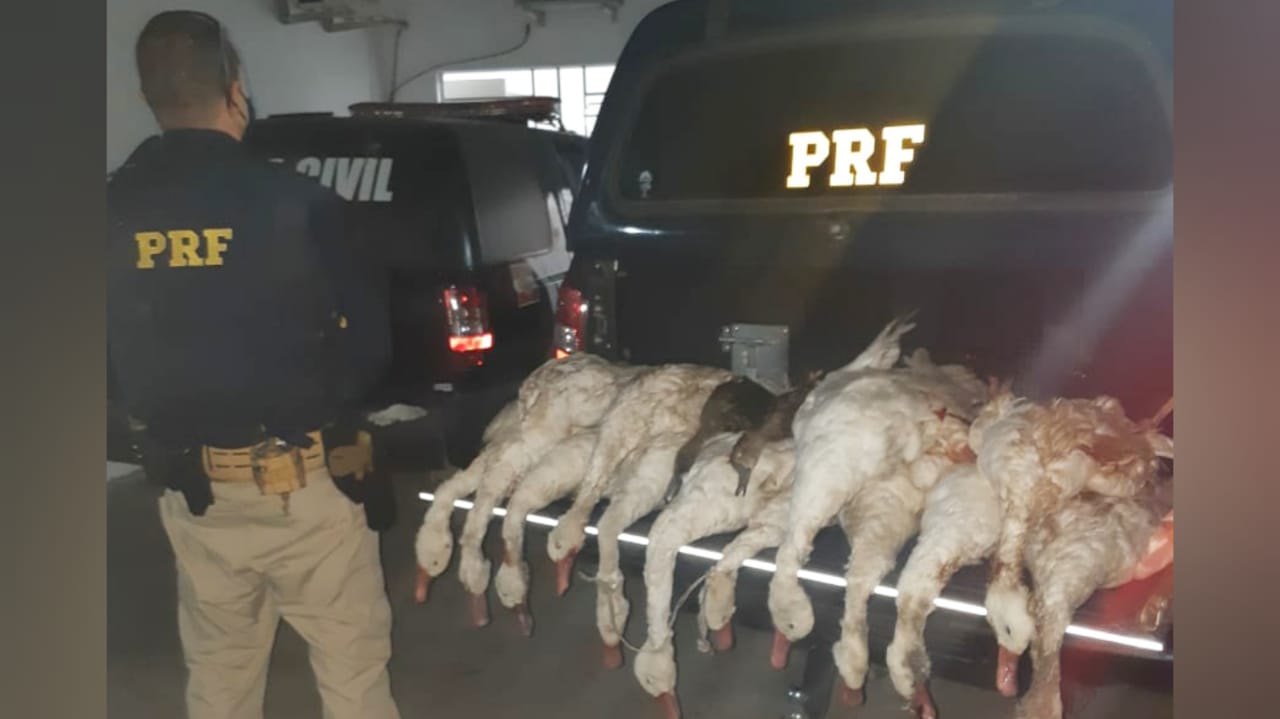 Veículo de Morro da Fumaça é pego pela PRF com 14 aves abatidas e espingarda