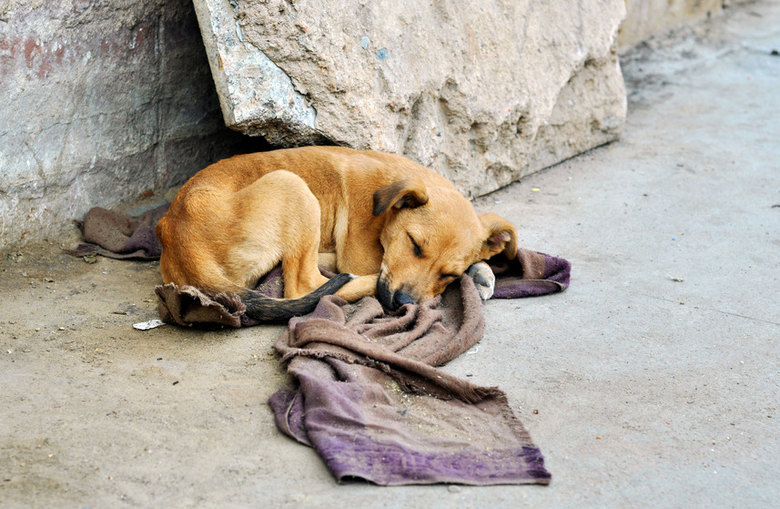 Dr. Juninho propõe centro para animais abandonados