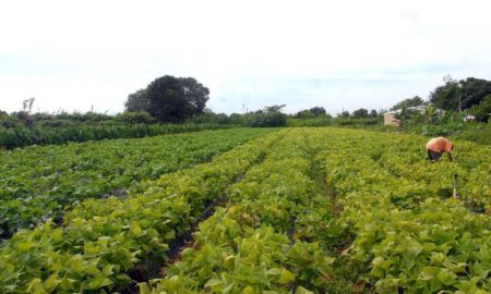 PGFN lança renegociação de dívidas de pequenos produtores rurais