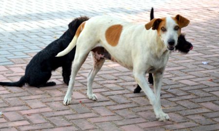 Dezembro Verde: Morro da Fumaça possui Programa de Proteção Animal