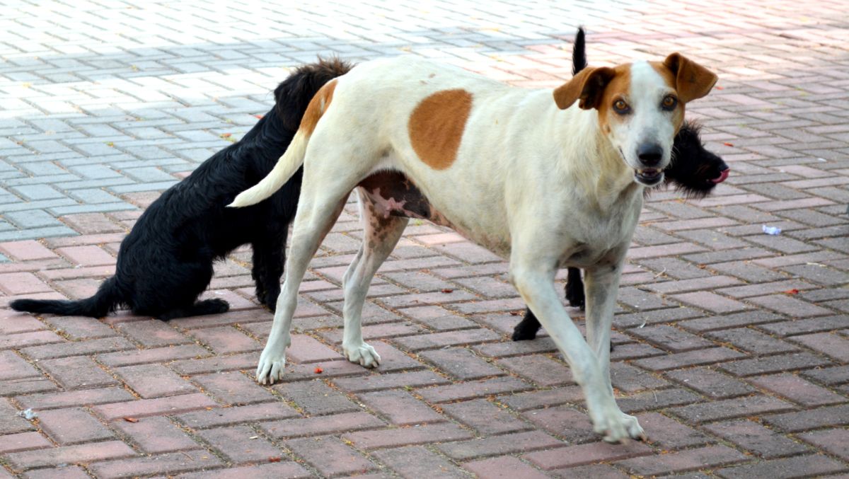 Dezembro Verde: Morro da Fumaça possui Programa de Proteção Animal