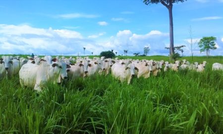 Produtores de gado são beneficiados com subsídio para sementes de pastagem