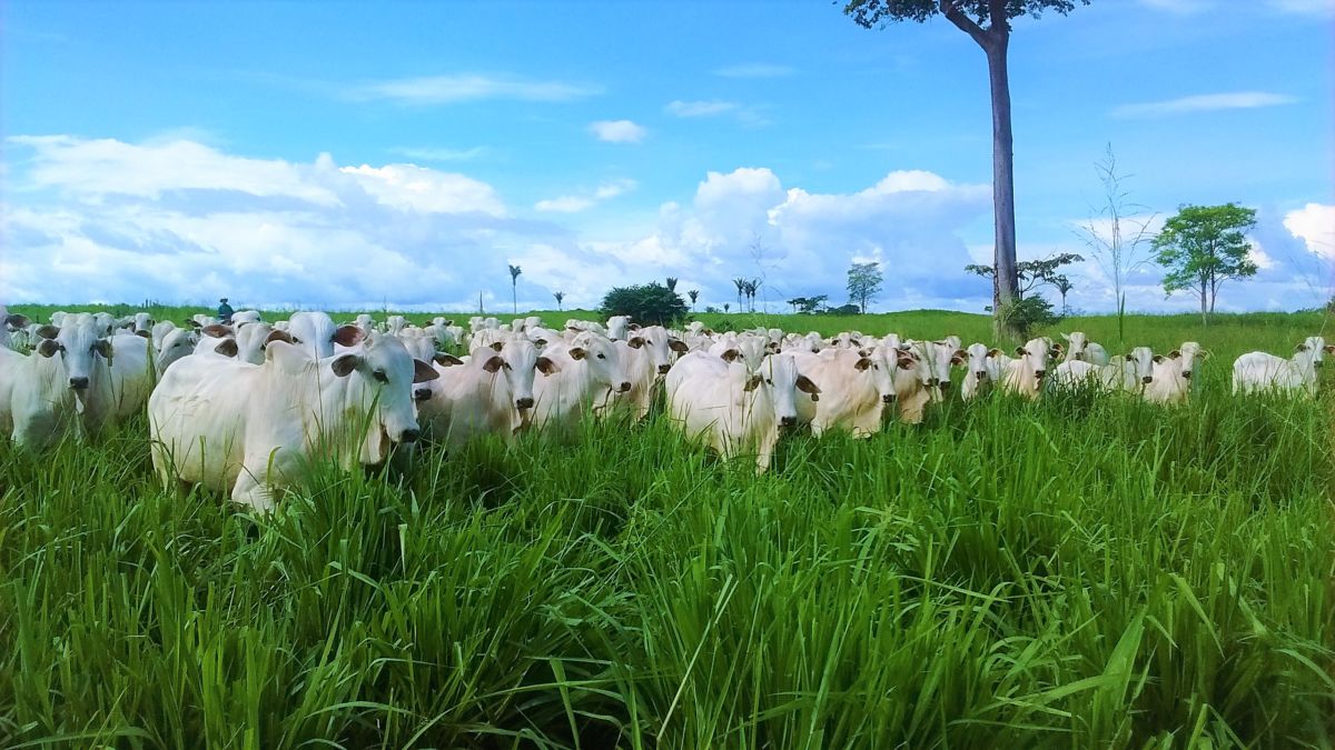 Produtores de gado são beneficiados com subsídio para sementes de pastagem
