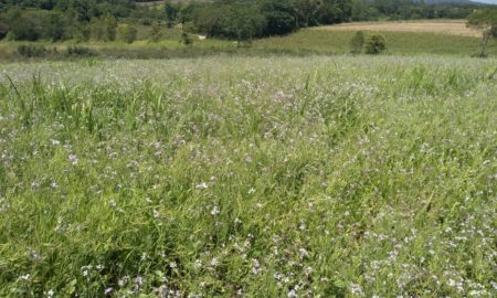 Kit Solo Saudável é oferecido aos agricultores de Morro da Fumaça