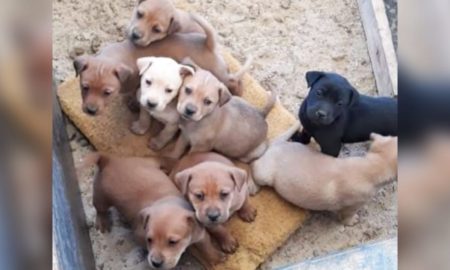 ONG Vida de Cão realiza castração social amanhã