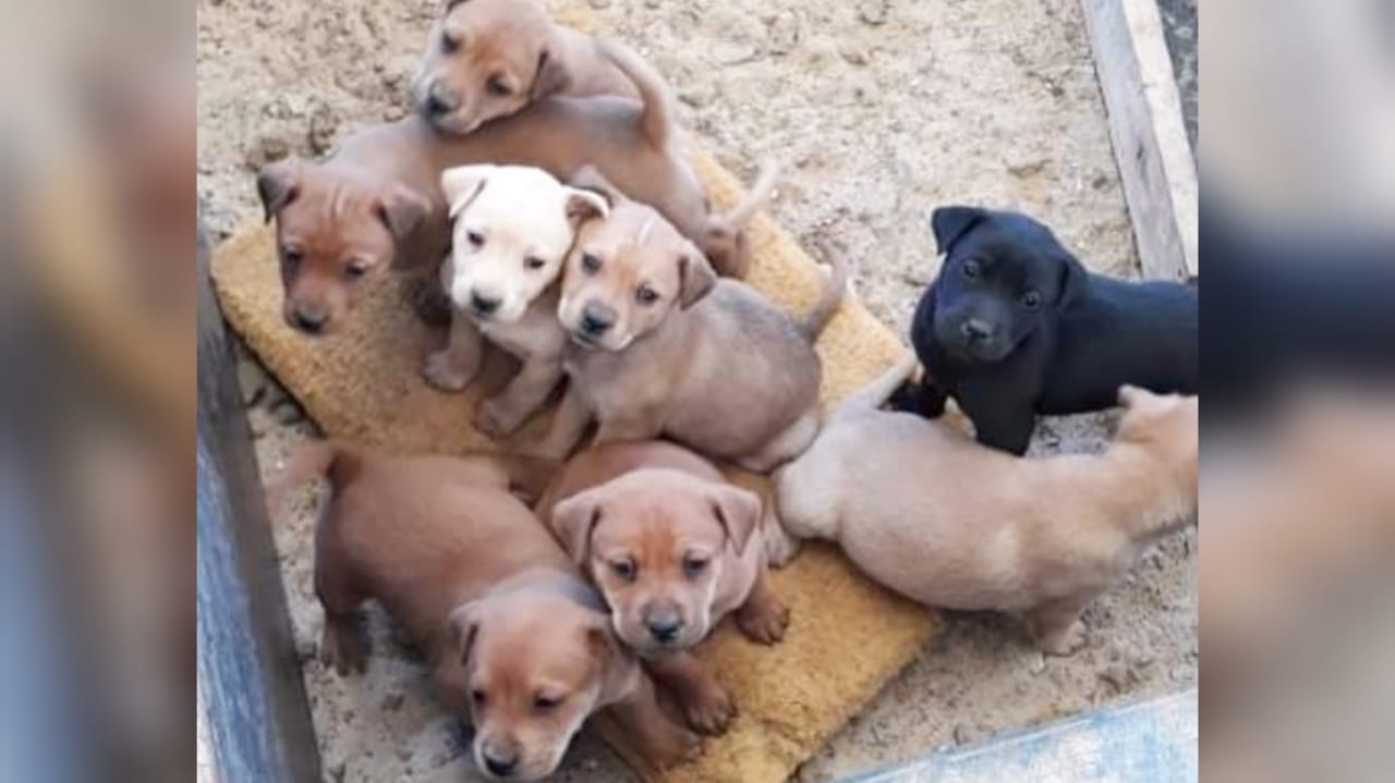 ONG Vida de Cão realiza castração social amanhã