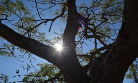 Morro da Fumaça realiza ações em alusão ao Dia do Meio Ambiente