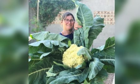 Fumacense colhe couve-flor gigante no quintal de casa