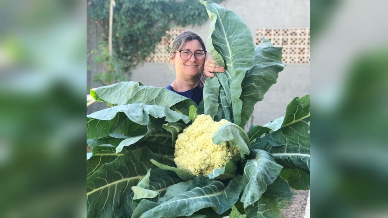 Fumacense colhe couve-flor gigante no quintal de casa