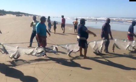 Pescadores comemoram 5 toneladas de tainha em lanço no Balneário Esplanada (Vídeo)