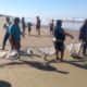 Pescadores comemoram 5 toneladas de tainha em lanço no Balneário Esplanada (Vídeo)