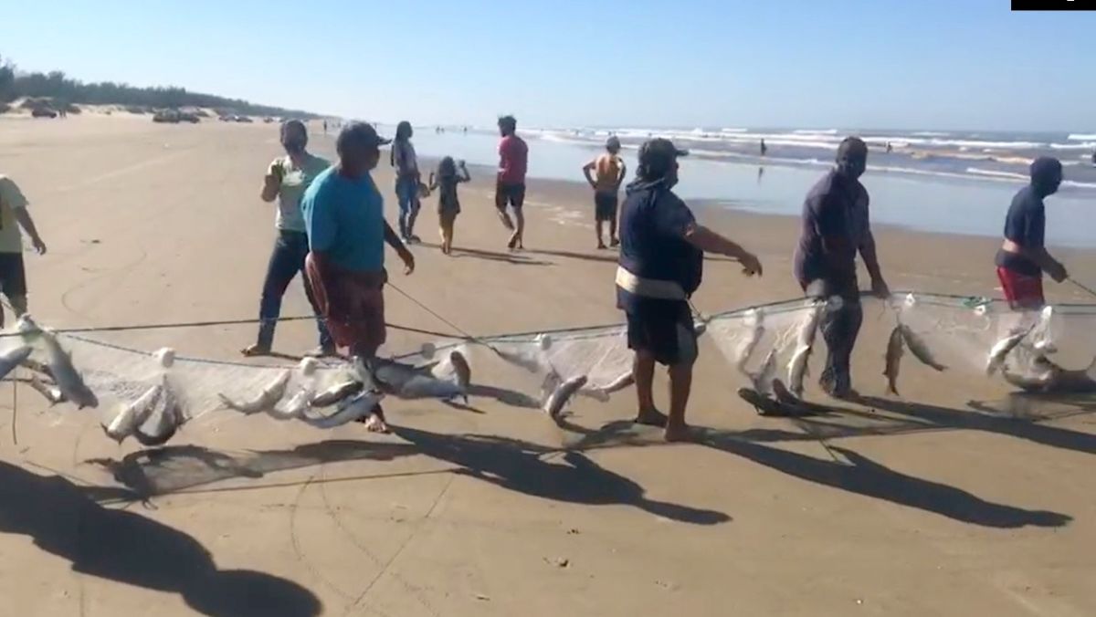 Pescadores comemoram 5 toneladas de tainha em lanço no Balneário Esplanada (Vídeo)