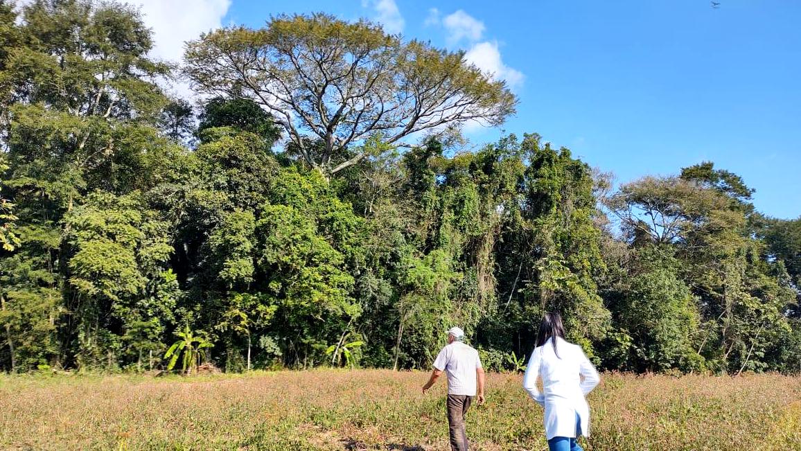 Macaco morto é encontrado em Morro da Fumaça