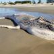 Filhote de baleia aparece morto no Balneário Esplanada (VÍDEO)
