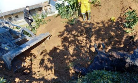 Corpo de Bombeiros resgata cavalo encontrado dentro de vala com água