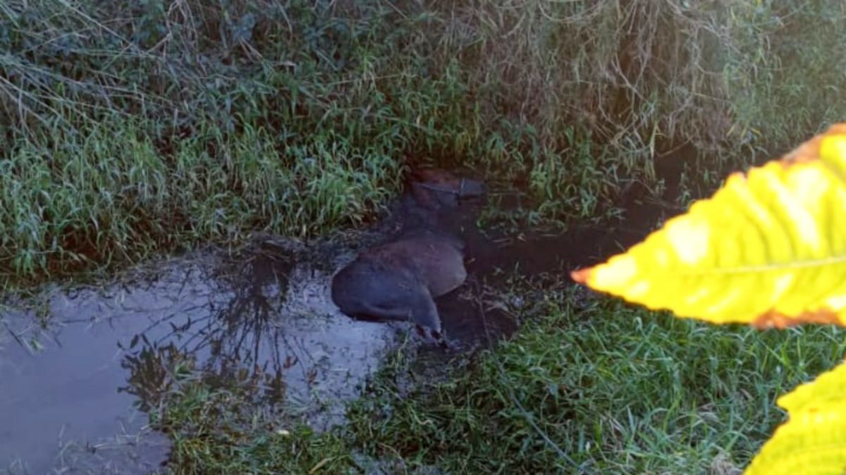 Corpo de Bombeiros resgata cavalo encontrado dentro de vala com água