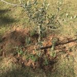 De forma voluntária, moradores fazem a jardinagem no Centro Comunitário de Linha Torrens