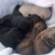 Fumacense encontra filhotes de cães abandonados com cordão umbilical (Vídeo)