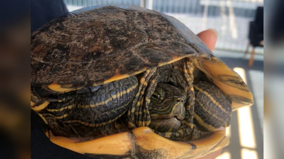 Tartaruga é resgatada atravessando rodovia em Morro da Fumaça