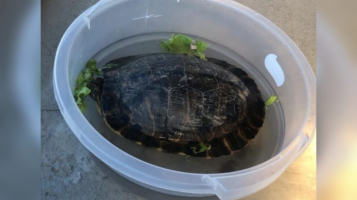 Tartaruga é resgatada atravessando rodovia em Morro da Fumaça