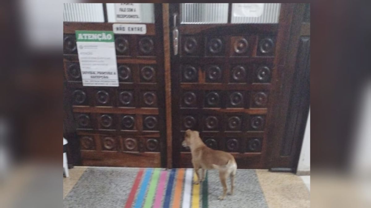 Cachorro acompanha dona em ambulância e aguarda mais de uma hora na porta de hospital