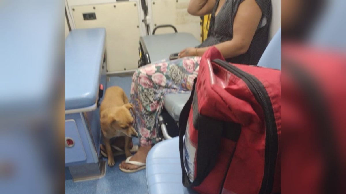 Cachorro acompanha dona em ambulância e aguarda mais de uma hora na porta de hospital